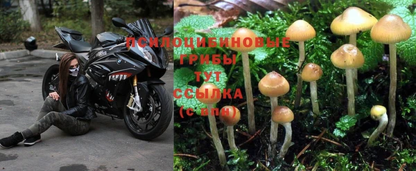 прущие грибы Балабаново